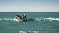 humpback feeding during the migration in South Africa - B... by Claudia Weber-Gebert 